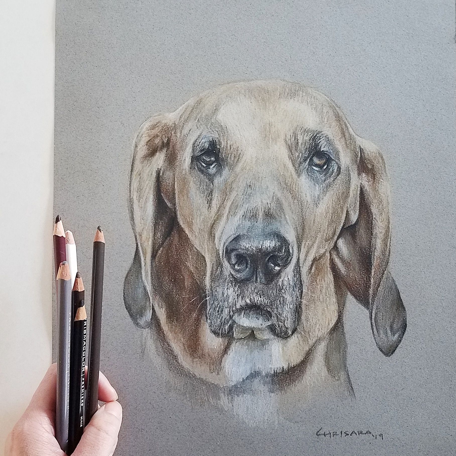 Viszla Dog Portrait Drawing by Chrisara Designs